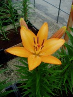 [1685 SunCity DJ No01.JPG]